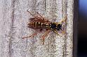 Vespula_ZZXYX_F2329_Z_80_Cape Reinga_Nieuw-Zeeland